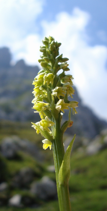 Chamorchis alpina, Malaxis monophyllos e altro...